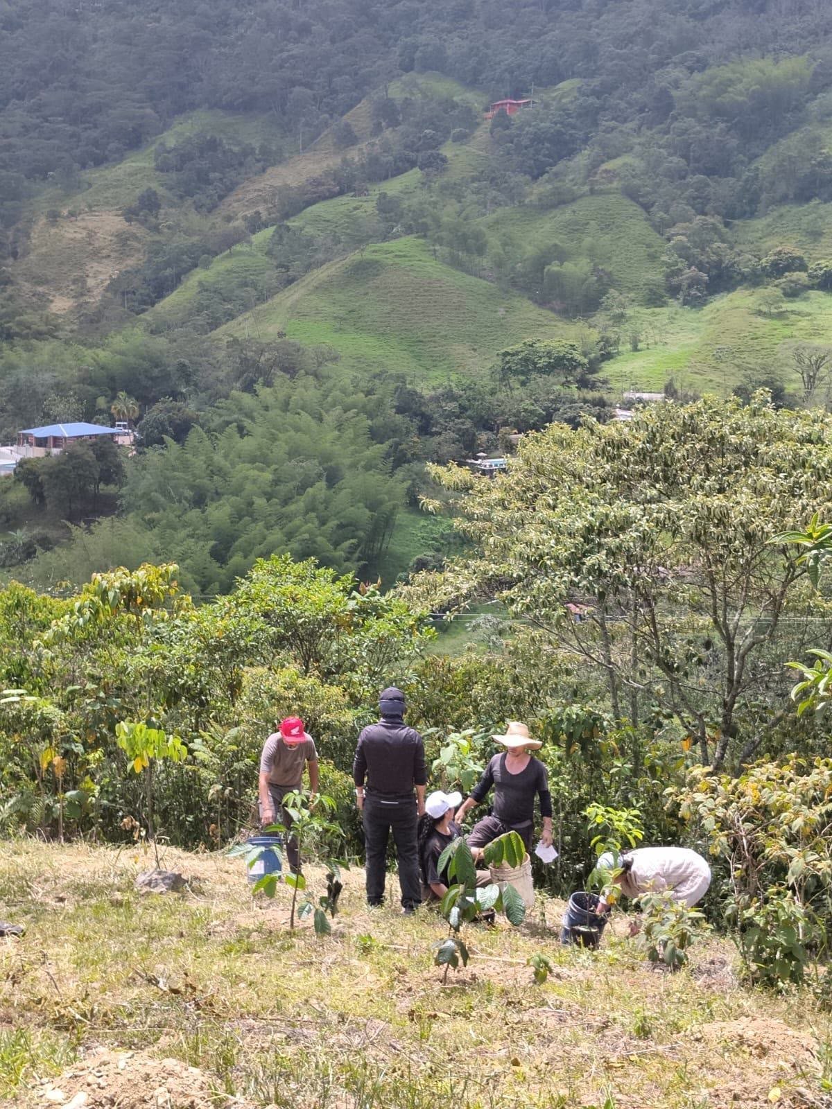 Minga de siembra en una ladera de la Ecoaldea Mi Tribu