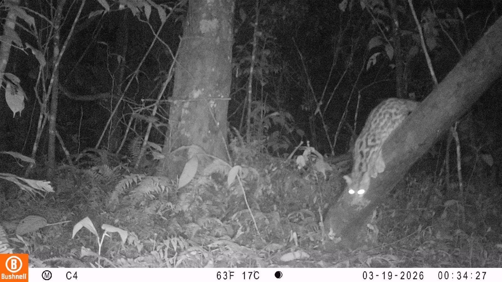 Tigrillo lanudo captado de noche por una cámara trampa en la Ecoaldea Mi Tribu